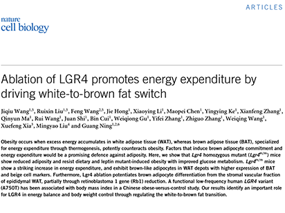 Wang J, et al. Ablation of LGR4 promotes energy expenditure by driving white-to-brown fat switch. Nat Cell Biol.?2013 Dec;15(12):1455-63. (IF=20.761)