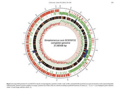 Wu Z, et al. Comparative Genomic Analysis shows that Streptococcus suis Meningitis Isolate SC070731 Contains a Unique 105 K Genomic Island. Gene.?2014 Feb 10;535(2):156-64. (IF=2.2)