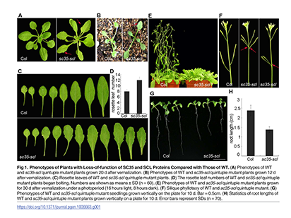 Yan Q, et al. Depletion of Arabidopsis SC35 and SC35-like serine/arginine-rich proteins affects the transcription and splicing of a subset of genes. PLoS Genet.?2017 Mar 8;13(3):e1006663. (IF=6.1)