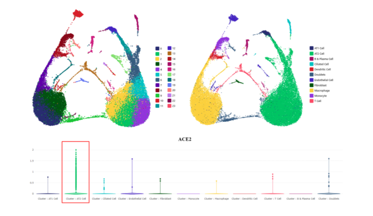利用NovelBrain單細(xì)胞云探尋新冠病毒受體ACE2在人體器官中的分布