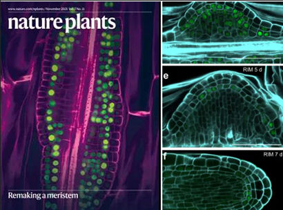 Nature Plants丨烈冰單細胞測序助力揭示愈傷組織能再生器官的機制