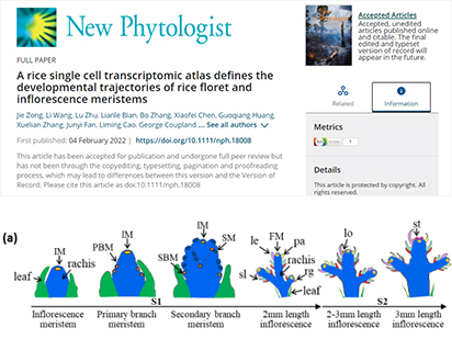 2022開年第一彈！\\從分析視角帶你了解烈冰一作水稻花序單細(xì)胞文章