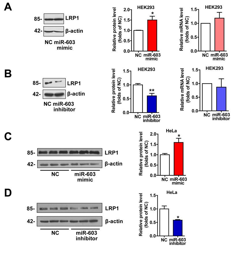 說明: http://www.impactaging.com/papers/v8/n2/full/100887/Figure4.jpg